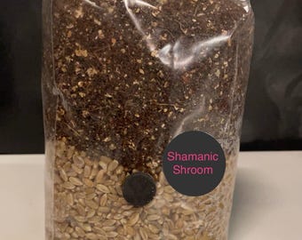 All-In-One Mushroom Grow Kit Grow Bag 1KG Grain Substrate CVG- Buy 3 get 1 free