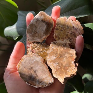 Petrified Wood Slabs