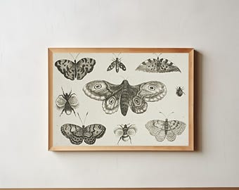 Vintage Insect Art Print: Butterfly, Moth & Bee Drawing (Digital Download)