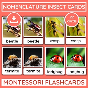 Karty edukacyjne Montessori z owadami dla dzieci | 22 prawdziwe karty z owadami + nomenklatura | Nauka przyrody w przedszkolu i szkole domowej