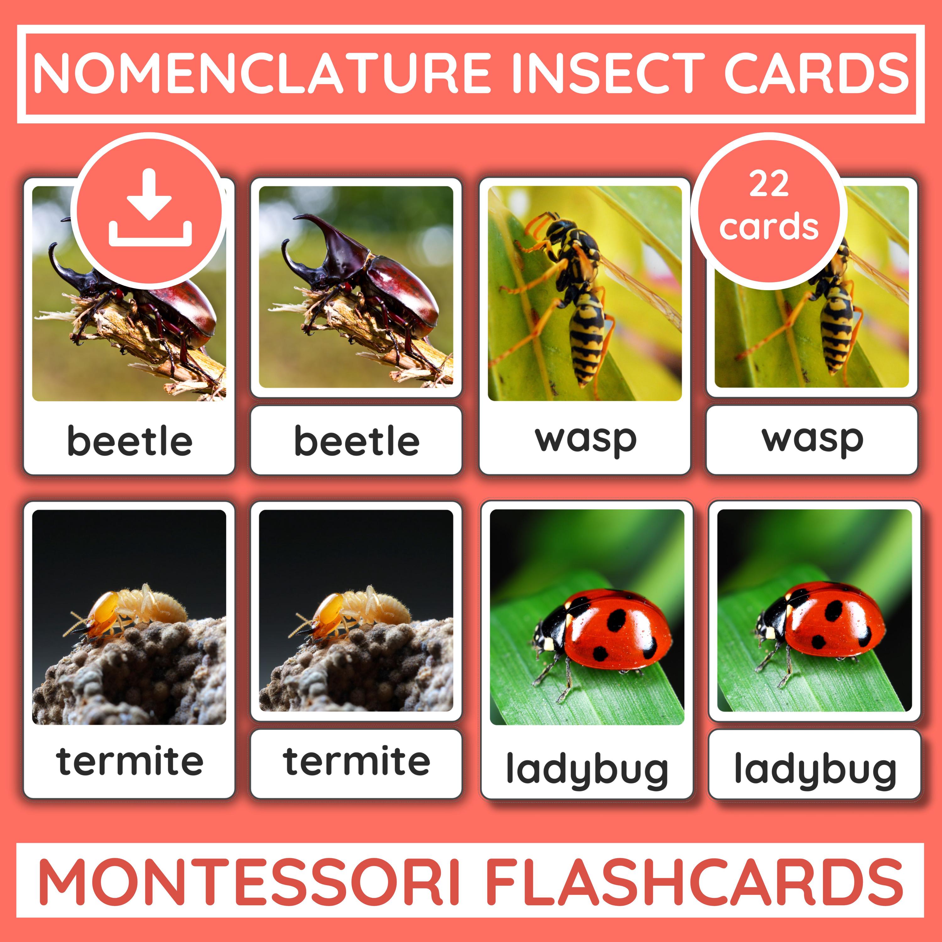 Insect Number Flashcards Montessori Insect Flashcards for Kids | 22 Real Bug Cards ...