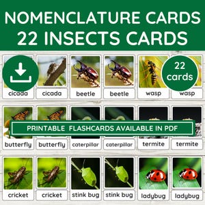 22 tarjetas didácticas de insectos y bichos para niños, tarjetas de nomenclatura inspiradas en Montessori, herramientas educativas para el aprendizaje de insectos, PDF imprimible para la educación en casa.