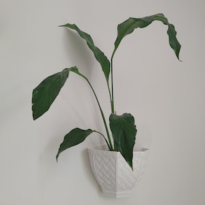 Peace Lily: rooted pup