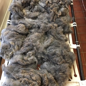 May include: A pile of gray and brown wool fleece on a white gridded surface. The wool is fluffy and appears to be ready for spinning.