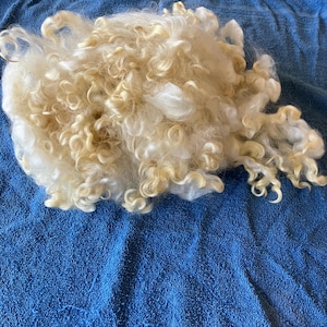 May include: A pile of raw, unprocessed wool fibers with a creamy, off-white color and tightly curled texture. The wool is displayed on a blue towel, showcasing its natural texture and potential for crafting projects. This wool is suitable for spinning, felting, or other fiber arts.