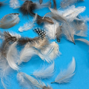 Small Feather Pack