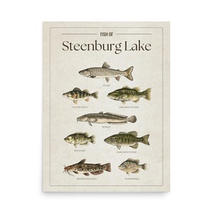 Op de afbeelding: Een vintage print met illustraties van verschillende vissoorten uit Steenburg Lake. De print bevat gedetailleerde tekeningen van Splake, Gele Baars, Grootbekbaars, Kwabaal, Rotsbaars, Kleinbekbaars, Bruine meerval en Zonnebaars.
