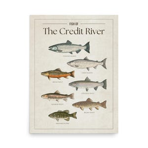 May include: A vintage print illustrating fish species from The Credit River. The artwork showcases Chinook Salmon, Coho Salmon, Brook Trout, Steelhead Trout, Rainbow Trout, Brown Trout, and Smallmouth Bass, with detailed illustrations and text labels.