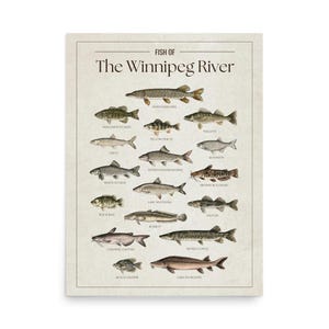 May include: A beige poster displaying illustrations of fish species, with the text "FISH OF The Winnipeg River" at the top. Fish include Northern Pike, Smallmouth Bass, Walleye, Yellow Perch, and more. The poster has a vintage style.