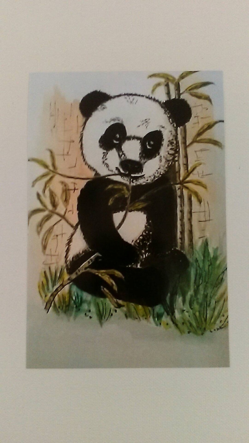 bashful panda