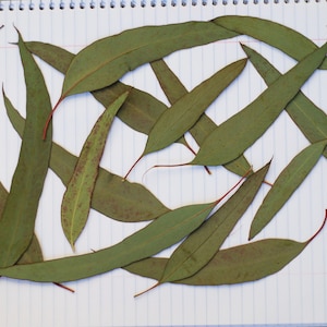 May include: A collection of dried eucalyptus leaves arranged on a white lined notebook page. The leaves are various shades of green and brown, with some showing signs of drying and browning.