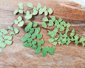 Maidenhair Fern Leaves, Pressed Leaves, Crafts Hobby Ornament Natural Decor Florist Supplies Scrapbooking, Cards, Candles 8 count