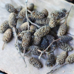 Alder Cones (40 count): Natural Crafting & Floral Decor