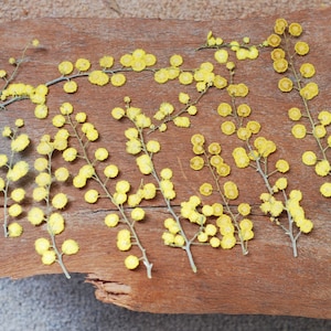 Pressed Yellow Mimosa Flowers: Natural Acacia Decor, Crafts (12 Count)