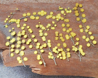 Pressed Yellow Mimosa Flowers: Natural Acacia Decor, Crafts (12 Count)