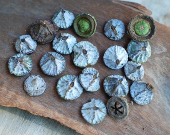 Rustic Eucalyptus Pods: Natural Crafting Supplies, Wreath Decor (20 Count)