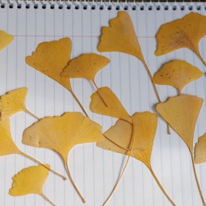 May include: A collection of dried, yellow ginkgo leaves with fan-shaped blades and long stems, arranged on a lined notepad. The leaves vary in size and display intricate veining, showcasing the natural beauty of the foliage.