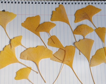 Yellow Gingko Leaves, Pressed Leaves, Crafts Hobby Ornament, Natural Decor, Florist Supplies, Resin, Scrapbooking, Cards, Candles, 15 count