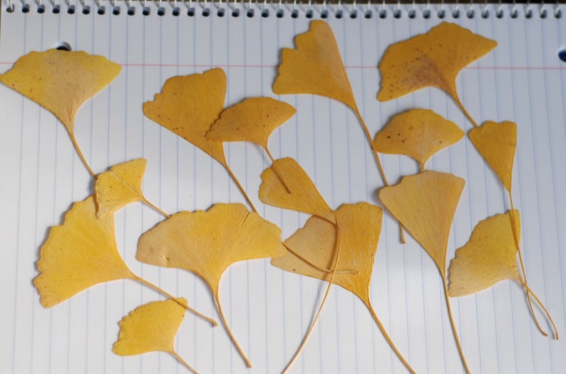 Yellow Gingko Leaves, Pressed Leaves, Crafts Hobby Ornament, Natural Decor, Florist Supplies, Resin, Scrapbooking, Cards, Candles, 15 count image 1