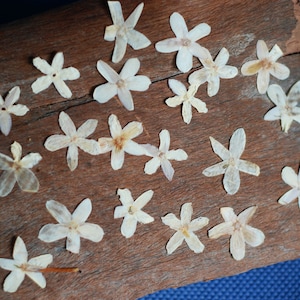 Pressed Jasmine Flowers: Natural Dried Florist Supplies (20 count)