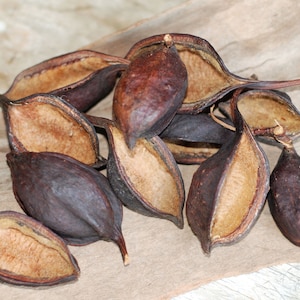 Rustic Bottle Tree Seed Pods: Natural Craft Supply, Terrarium Decor - 8 Count