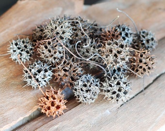 Sweet Gum Pods: Natural Craft Supplies, Terrarium Decor (15 Count)