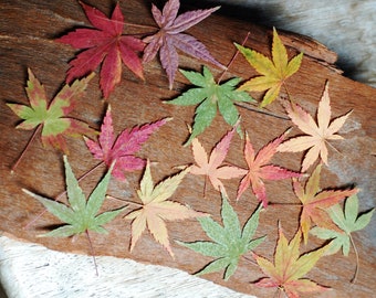 Japanese Maple Leaves, Red Yellow green, Pressed Leaves, Crafts Hobby Ornament Natural Decor Florist Supplies Scrapbooking, Cards 15 count