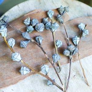 May include: Dried eucalyptus branches with light blue seed pods arranged on a wooden surface.