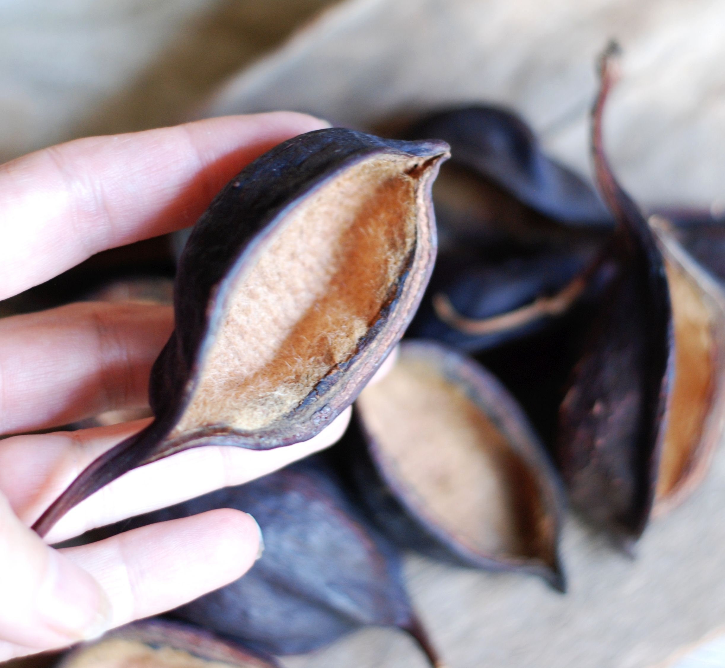 Bottle Tree Seed Pods Wreaths Crafts Potpourri Hobby Ornament Etsy