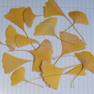 Yellow Gingko Leaves, Pressed Leaves, Crafts Hobby Ornament, Natural Decor, Florist Supplies, Resin, Scrapbooking, Cards, Candles, 15 count image 2