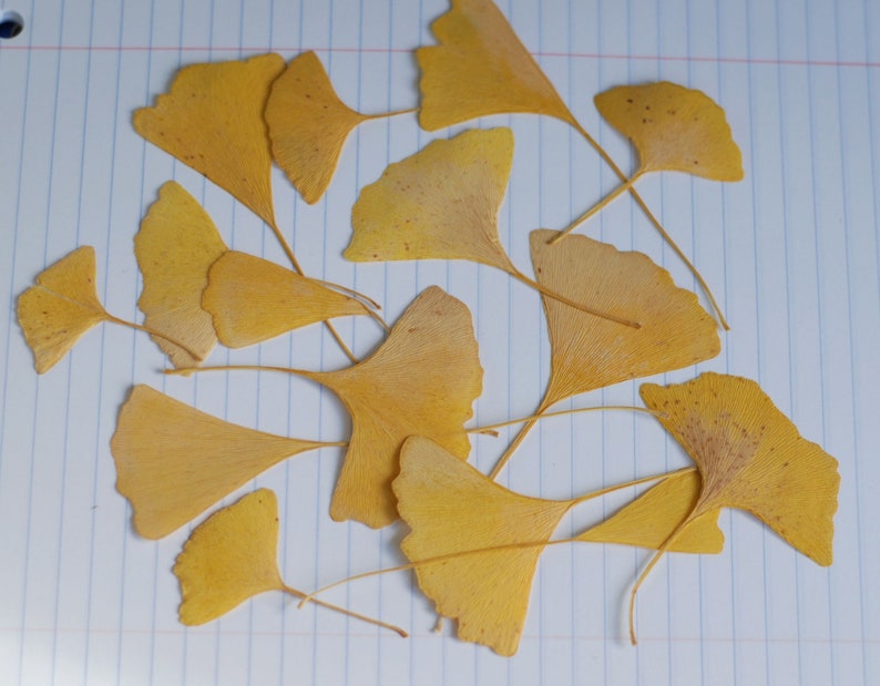 Yellow Gingko Leaves, Pressed Leaves, Crafts Hobby Ornament, Natural Decor, Florist Supplies, Resin, Scrapbooking, Cards, Candles, 15 count image 2