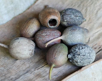 Red Gum Pods for Crafting: Natural Florist Supplies, 8 Count