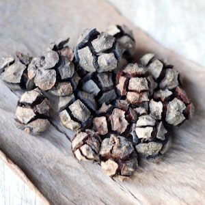 Cypress Cones (15 count): Natural Crafting & Terrarium Decor