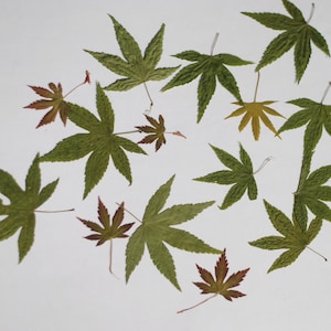 Pressed Japanese Maple Leaves: Natural Craft Supplies, Scrapbooking (15 Count)