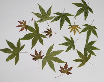 Japanese Maple Leaves, Green, Pressed Leaves, Crafts Hobby Ornament Natural Decor Florist Supplies Scrapbooking, Cards, Candles 15 count