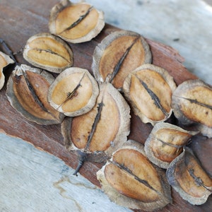 May include: A collection of dried, light brown seed pods with a natural, wood-like texture. The pods are arranged on a wooden surface.