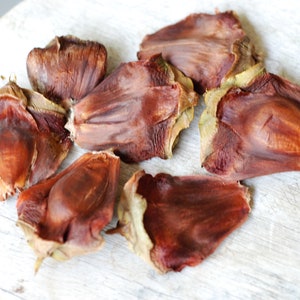 Bunya Cone Scales: Natural Pods for Wreaths, Crafts & Terrariums (8 Count)