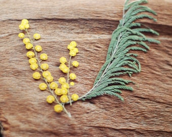 Yellow Mimosa Flowers and Leaves, Pressed, Acacia, Crafts Hobby Ornament, Natural Decor, Florist Supplies, Resin, Scrapbooking, Cards