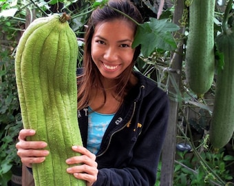 Luffa Gourd Seeds