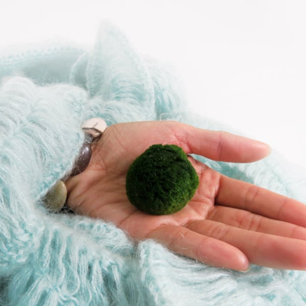 1 Large Marimo For Your Own Aquarium Creation