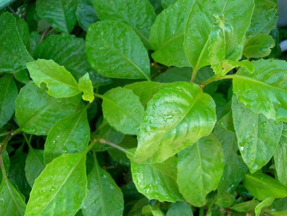 *WINTER SALE!* 2 FOR £25! Gynura procumbens Super Rare Anti-Diabetic plant
