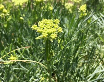 Rock Samphire Plant