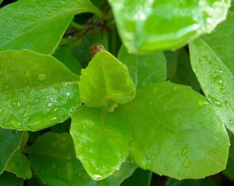 Longevity Spinach (Gynura procumbens) Plant