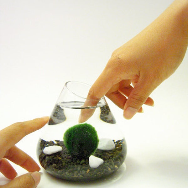 Marimo Pet in the Black Sea