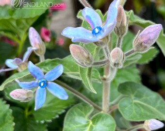 Heavenly Blue Tweedia Milkweed