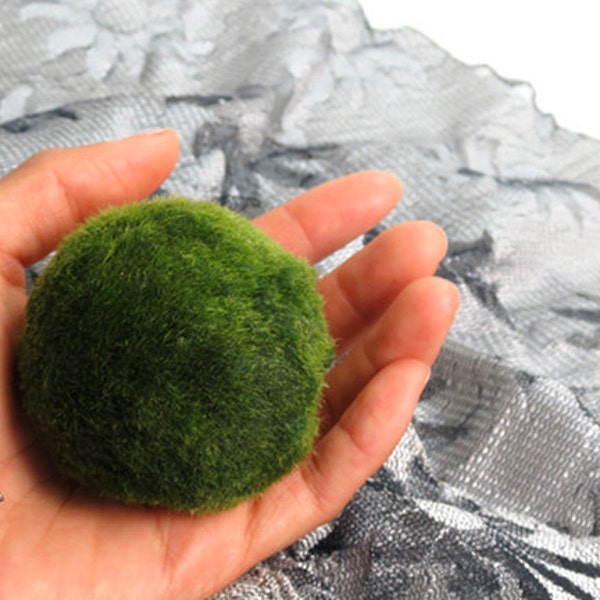 SALE! 1 XL Marimo - DISCOUNTED