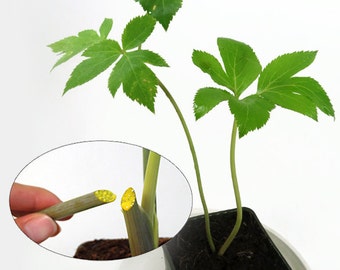 Ashitaba Tomorrows Leaf (Angelica keiskei koidzumi)