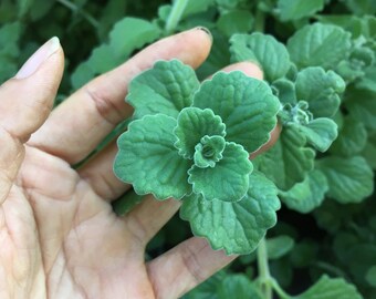 Menthol Camphor Plant Cuttings