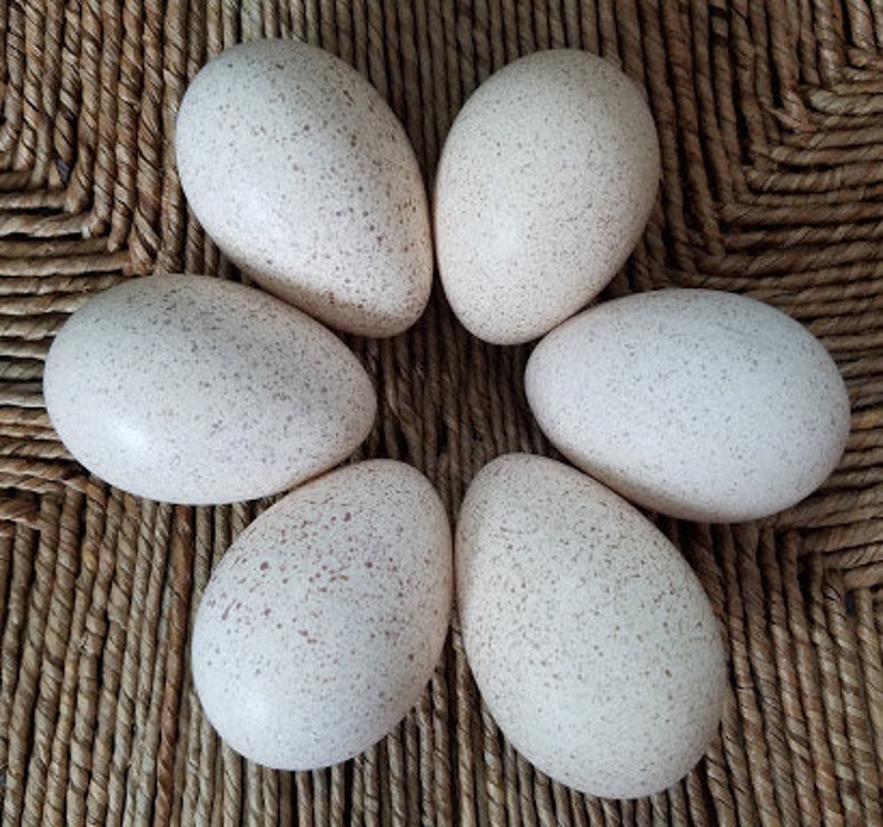 Hand Blown Eggs Organic Natural Heritage Turkey 6 six Etsy