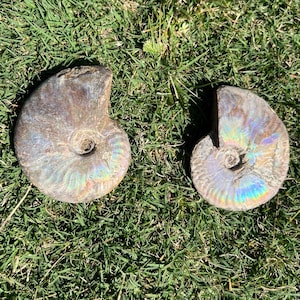 Medium Sized Opalized Ammonite Fossil